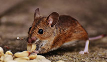 24 Hour & Emergency Exterminators in Central City, SD